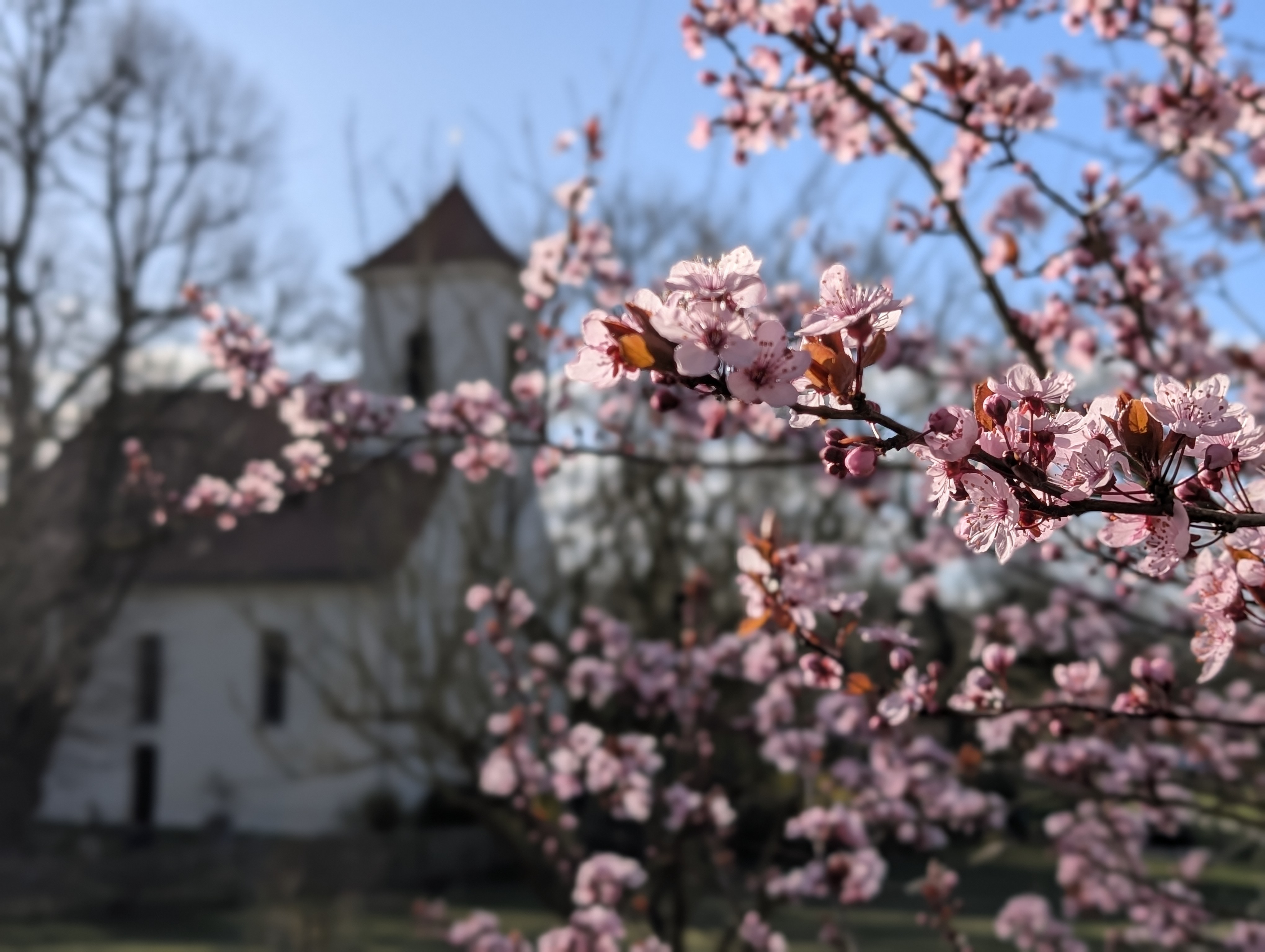 Frühling Blutpflaumenblüte vor Kirche