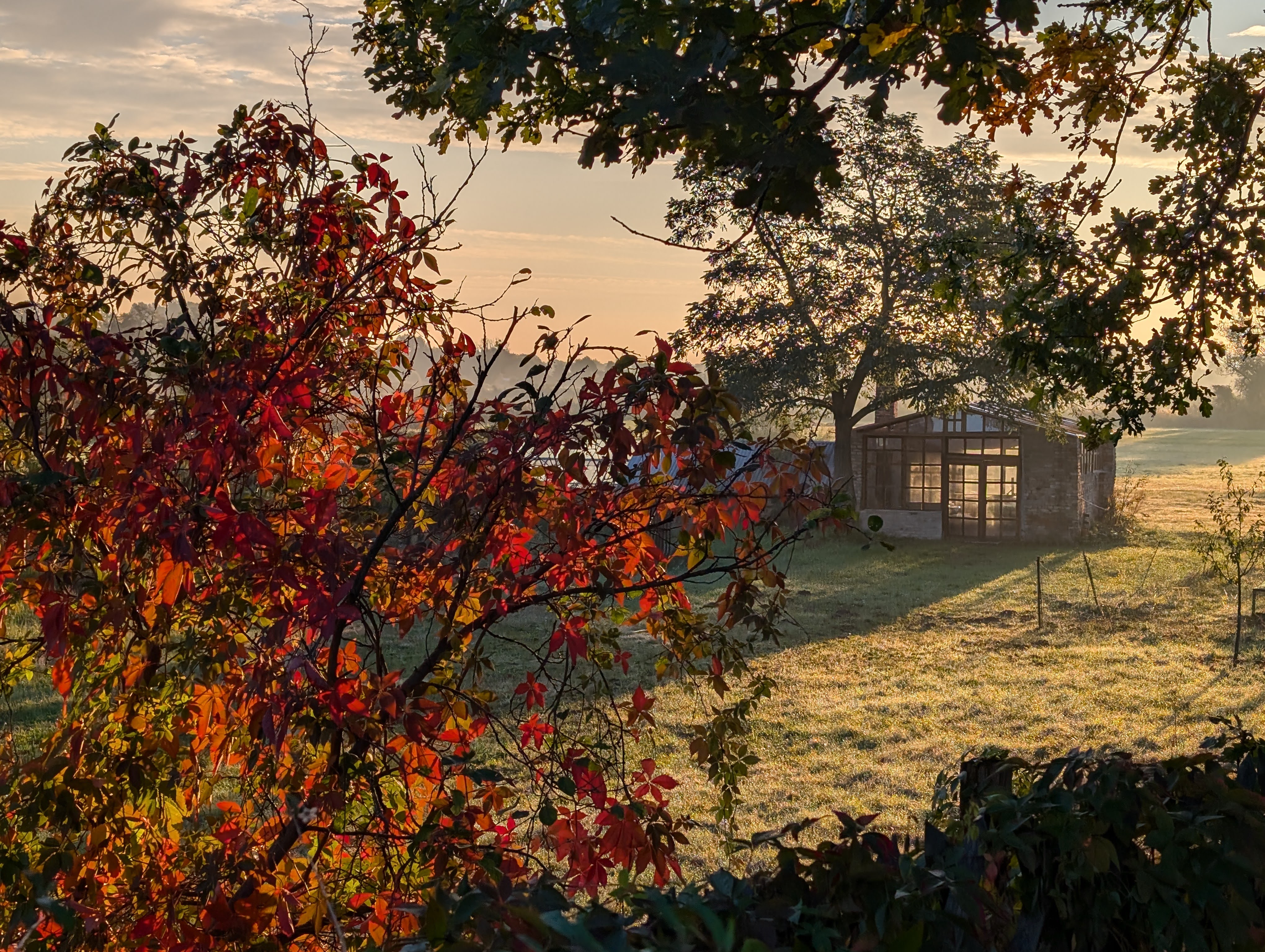 Herbstlaub mit altem Gewächshaus im Hintergrund